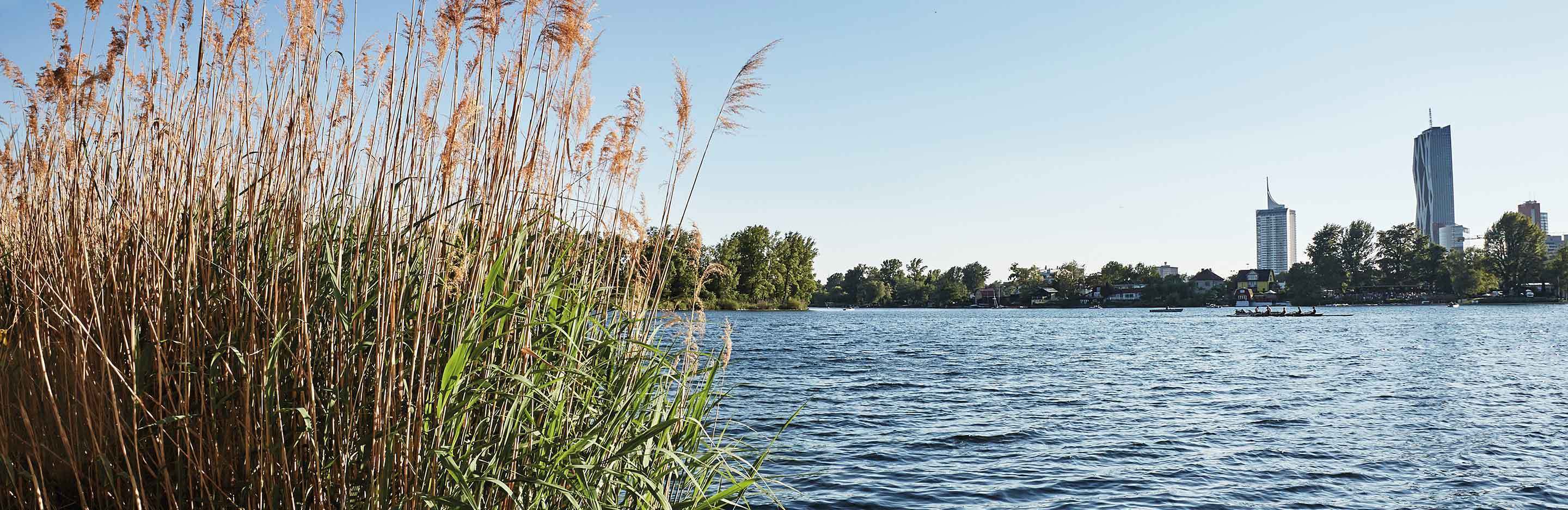 Schilf im Vordergrund am Seeufer; ruhiger See mit Skyline und Hochhäusern am Horizont.